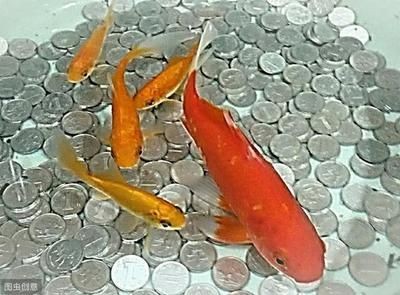 辦公室小魚缸養魚養幾條最好：辦公室養魚的最佳數量