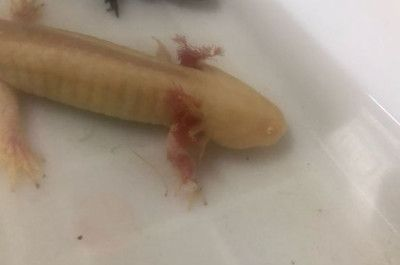 龍魚吃食后多久排便正常