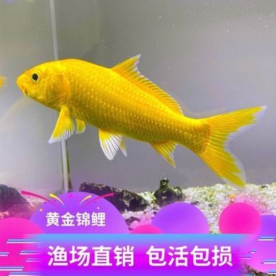 銅川市王益區水魚兒水族行
