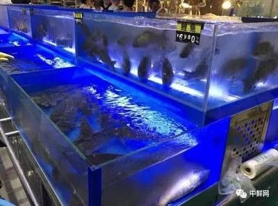 超市用水產養殖魚缸好嗎