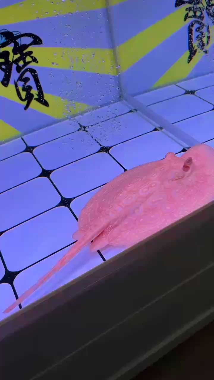 來看看三個月的血統魚