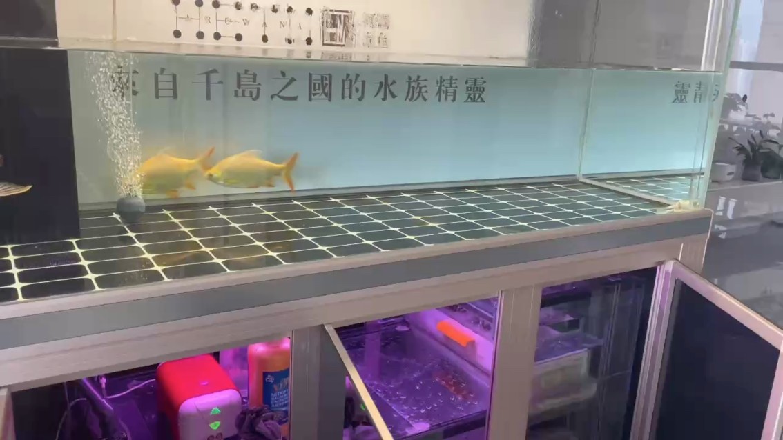 喜歡干飯的小魚 喜歡干飯的小魚 龍魚論壇