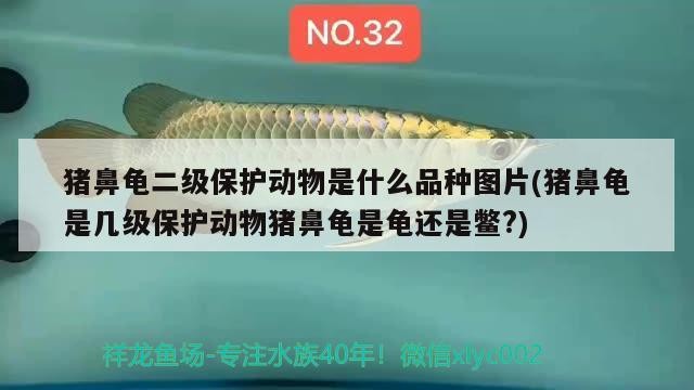 豬鼻龜二級保護(hù)動物是什么品種圖片(豬鼻龜是幾級保護(hù)動物豬鼻龜是龜還是鱉?)