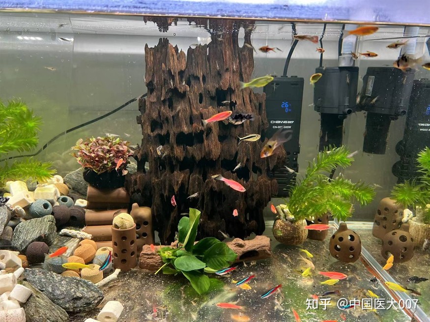 純凈水桶改魚缸：如何將純凈水桶改造成魚缸？