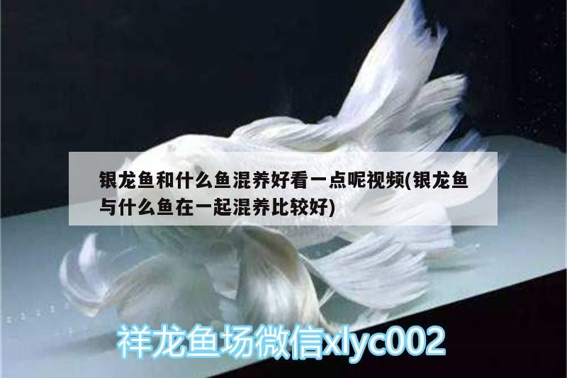 銀龍魚和什么魚混養好看一點呢視頻(銀龍魚與什么魚在一起混養比較好)