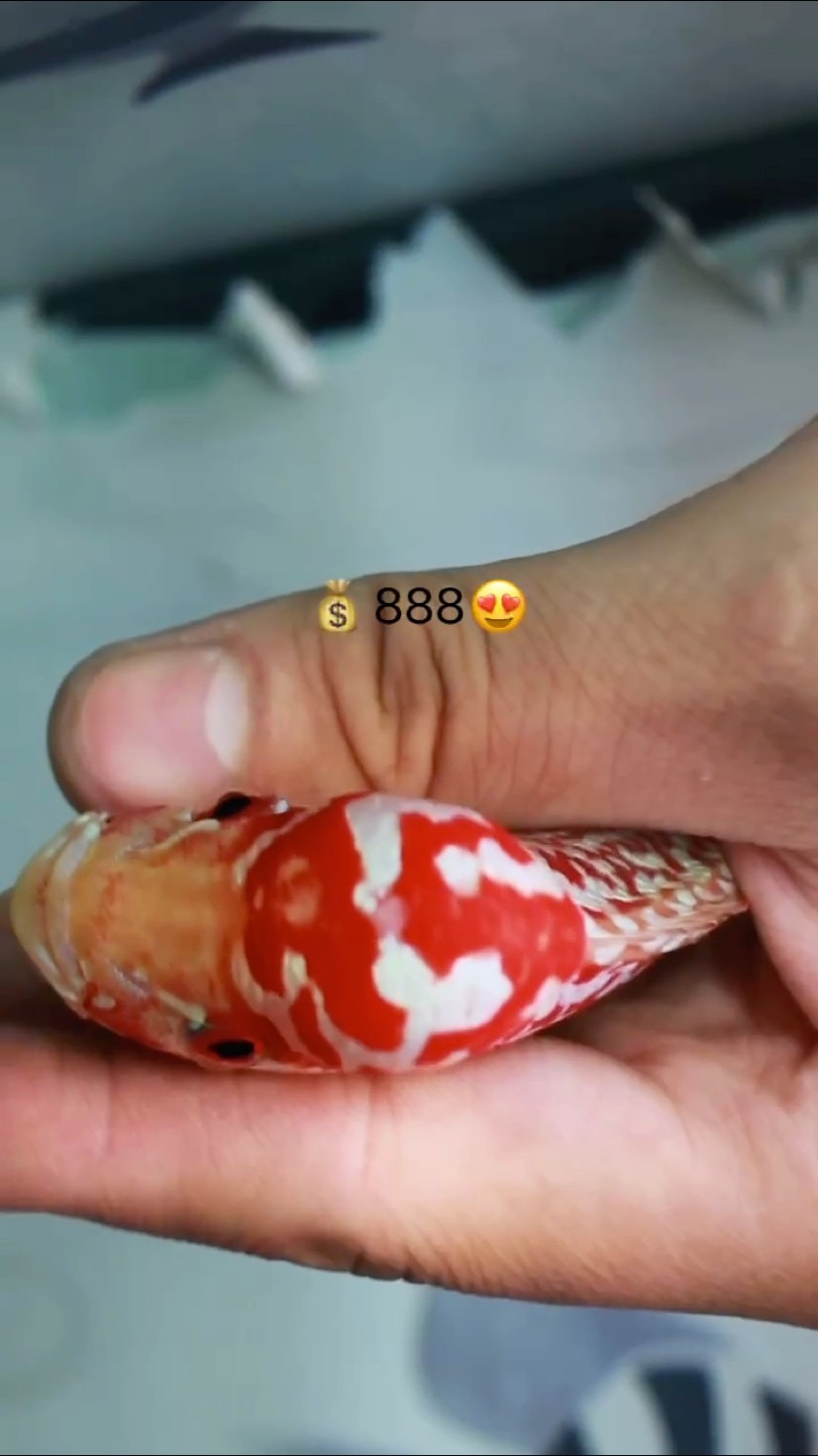 泰國金花火鳳凰系列