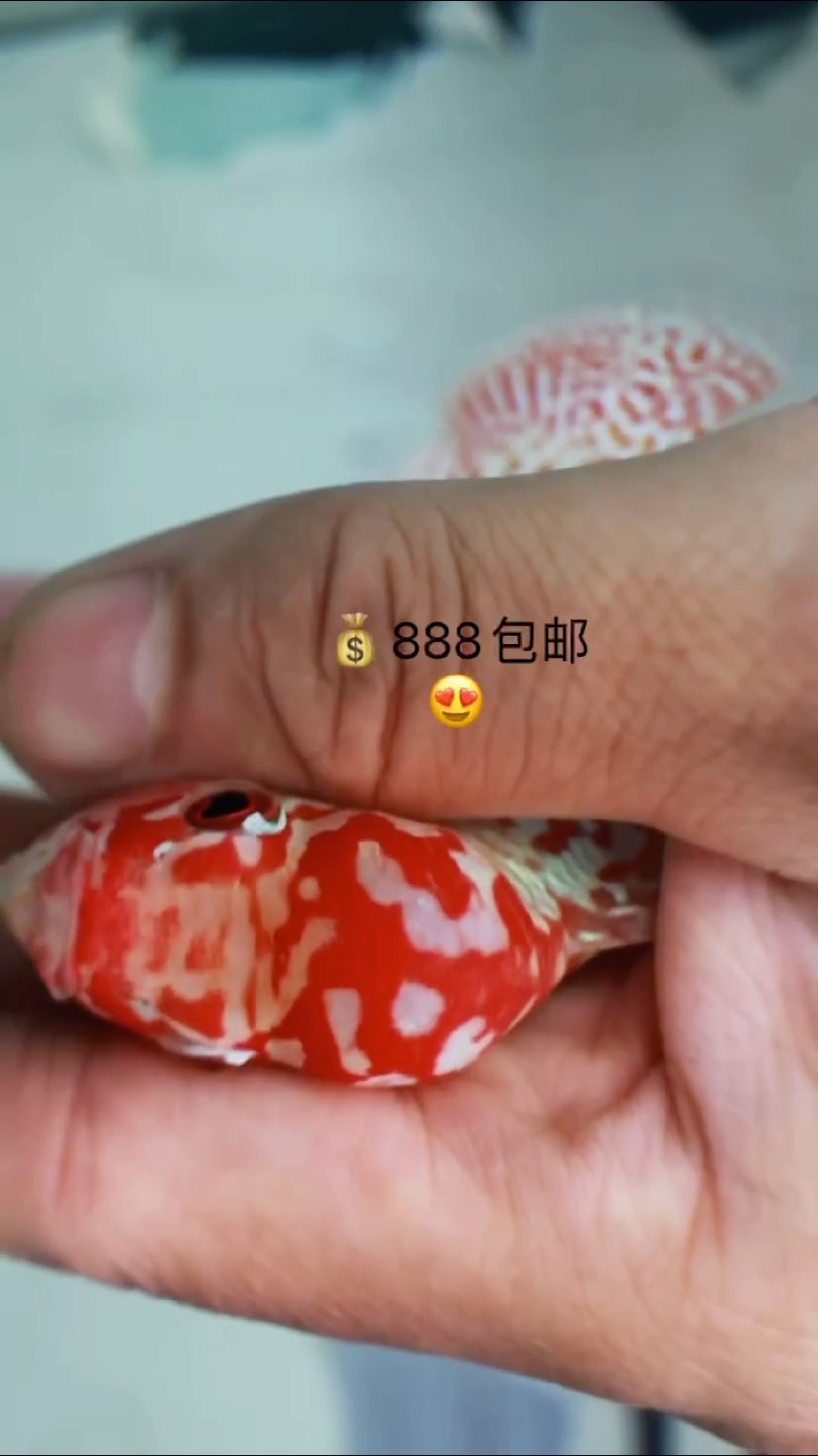 泰國極品金花火鳳凰