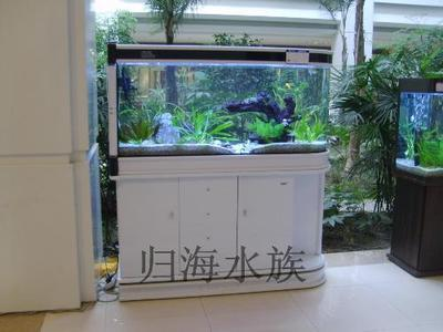 布隆迪不吃漂浮飼料怎么辦？