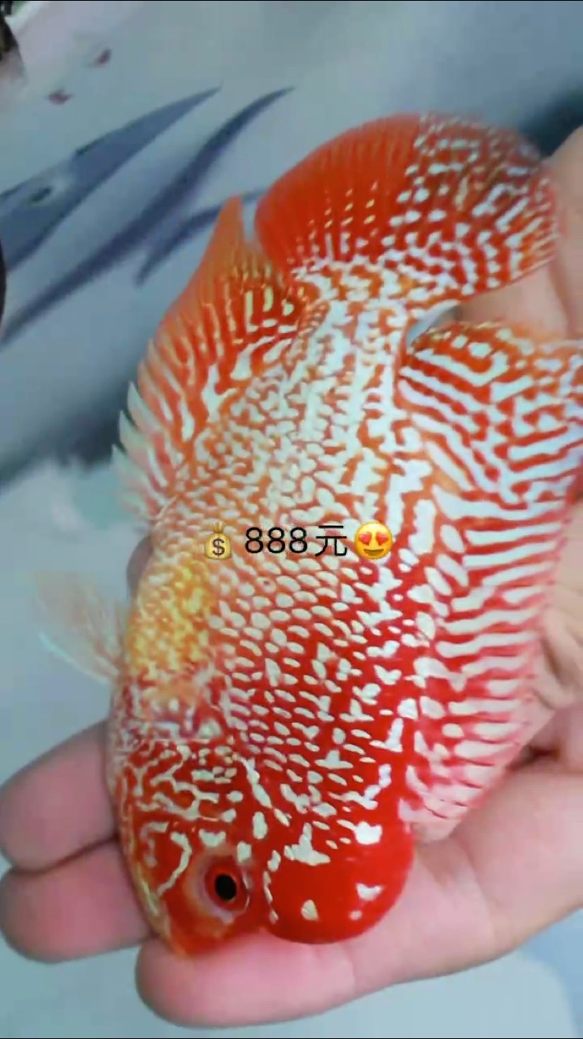 泰國精品古典火鳳凰系列