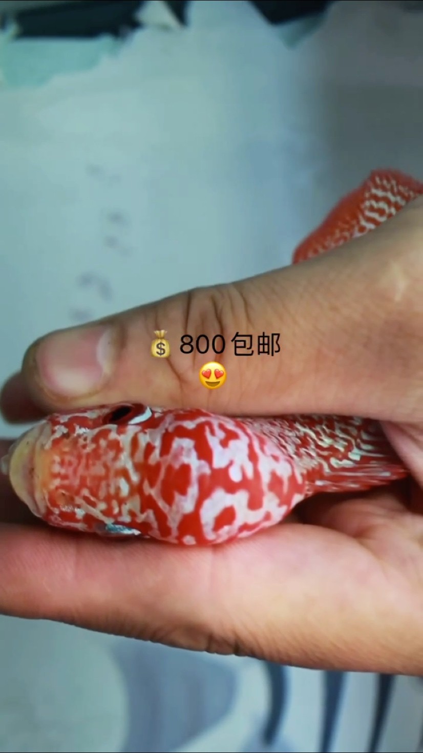 泰國精品金花火鳳凰系列