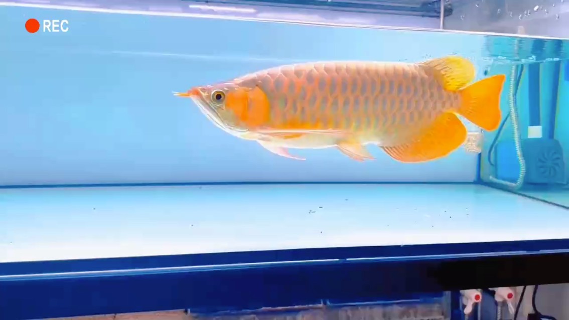 升級紅龍咯 升級紅龍咯 龍魚論壇