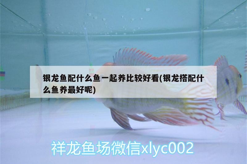 虎魚 銀龍魚配什么魚一起養比較好看(銀龍搭配什么魚養最好呢) 銀龍魚百科 銀龍魚配什么魚一起養比較好看(銀龍搭配什么魚養最好呢) 銀龍魚配什么魚一起養比較好看(銀龍搭配什么魚養最好呢) 銀龍魚百科