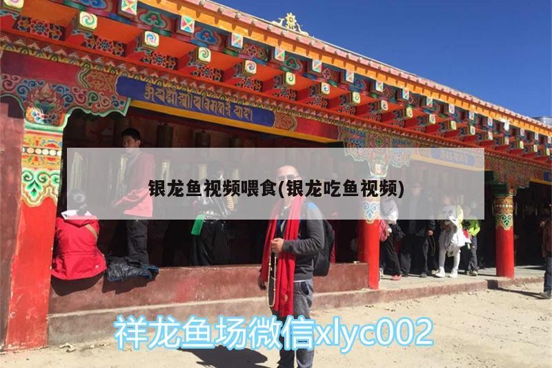 詳解一下紅龍魚的鎮宅功效，紅龍魚如何飼養，紅龍魚有哪些品種 詳解一下紅龍魚的鎮宅功效，紅龍魚如何飼養，紅龍魚有哪些品種 龍魚百科 第2張