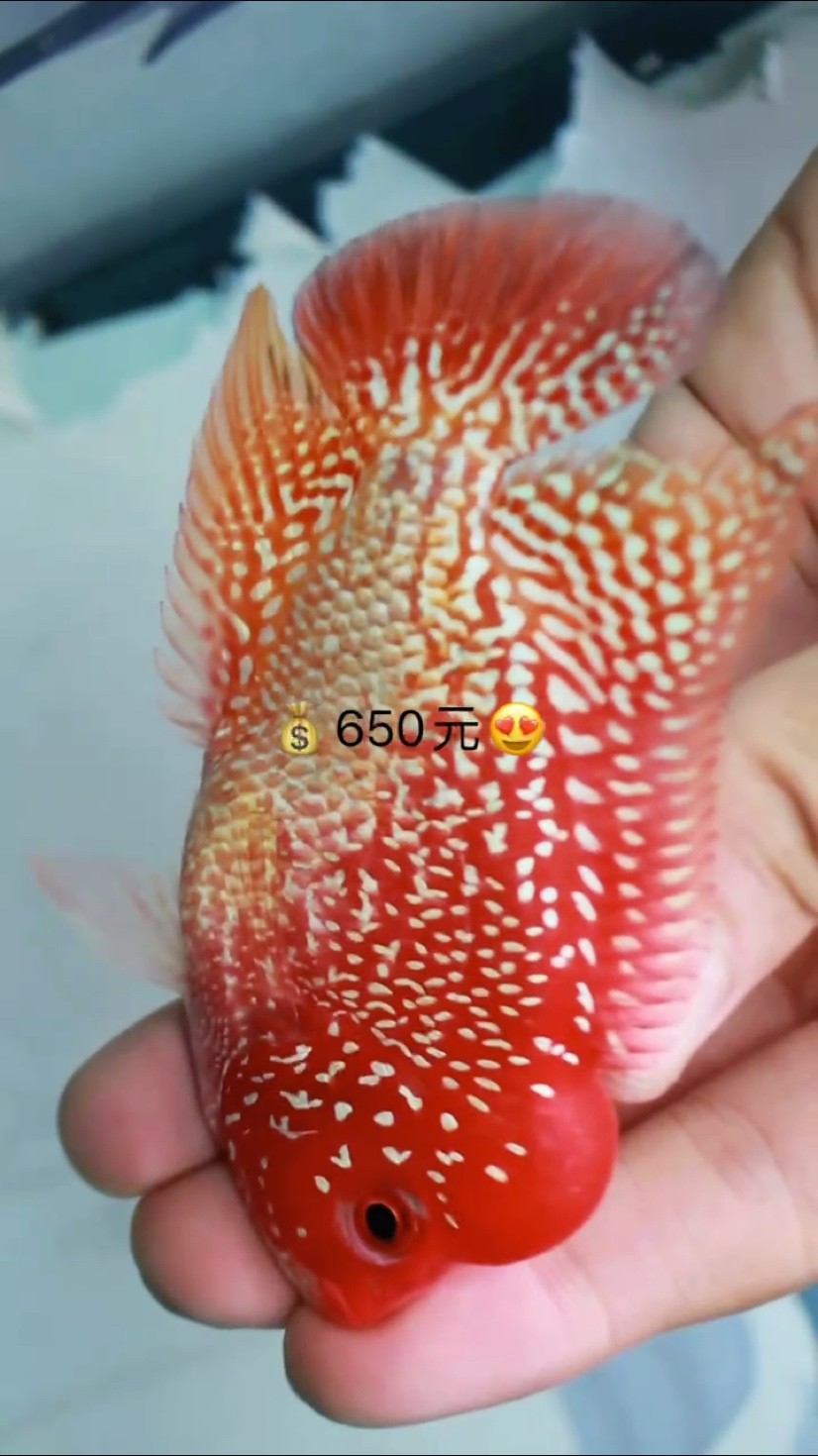 詳解一下紅龍魚的鎮宅功效，紅龍魚如何飼養，紅龍魚有哪些品種 詳解一下紅龍魚的鎮宅功效，紅龍魚如何飼養，紅龍魚有哪些品種 龍魚百科 第1張