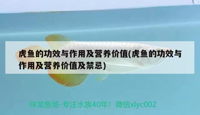 虎魚(yú)的功效與作用及營(yíng)養(yǎng)價(jià)值(虎魚(yú)的功效與作用及營(yíng)養(yǎng)價(jià)值及禁忌)