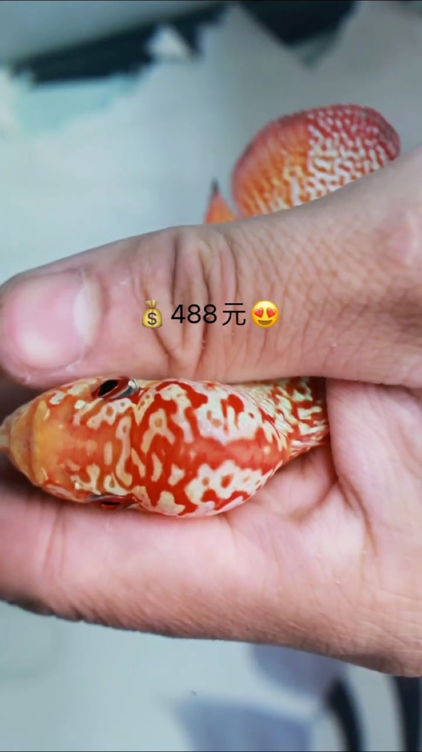 泰國精品金花火鳳凰