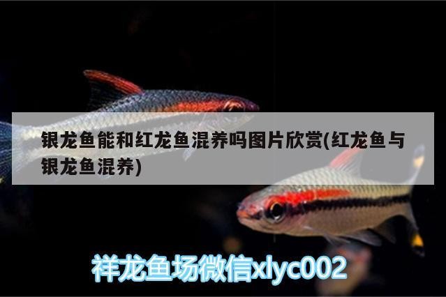 銀龍魚能和紅龍魚混養嗎圖片欣賞(紅龍魚與銀龍魚混養)