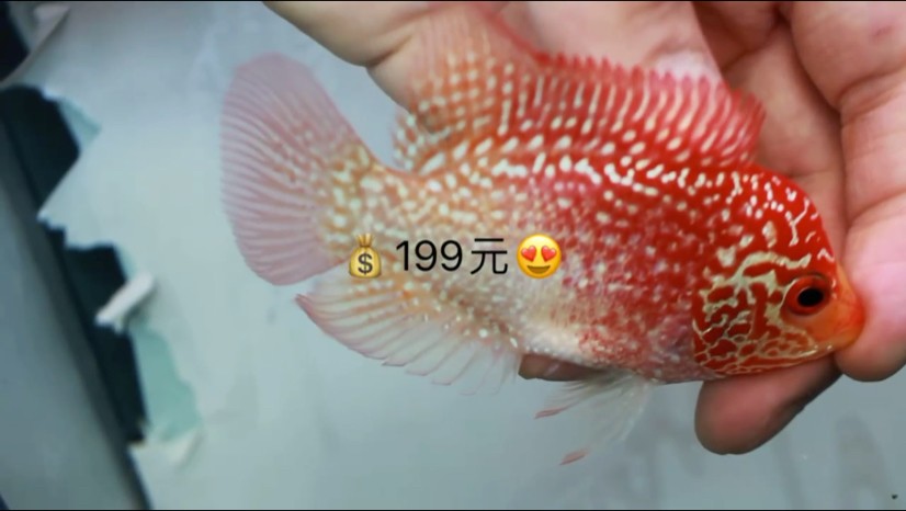 泰國金花火鳳凰