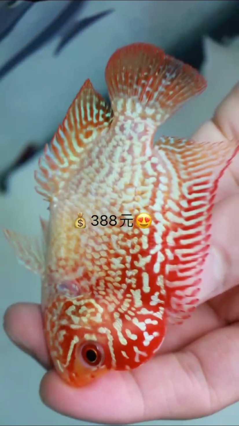 泰國(guó)精品金花GB