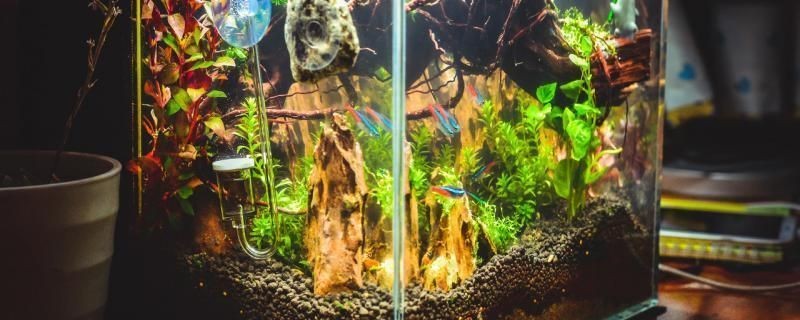 紅龍魚鉆石眼：如何判斷紅龍魚鉆石眼的嚴重程度