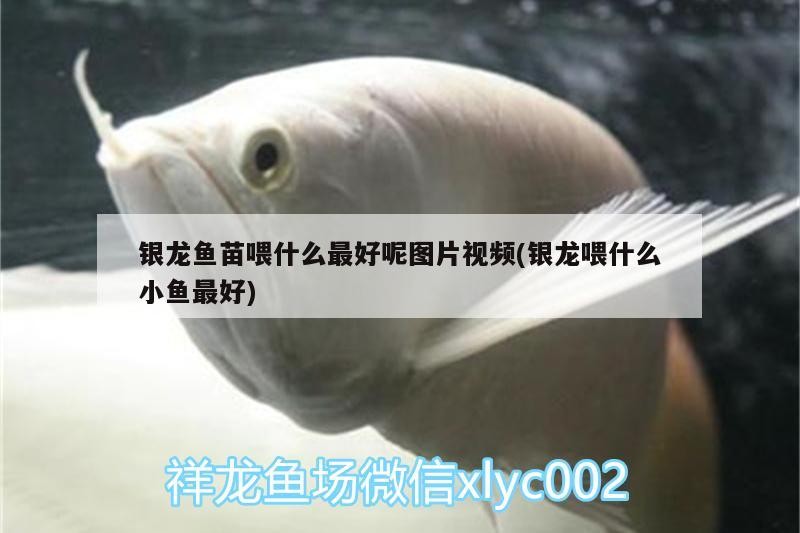 銀龍魚苗喂什么最好呢圖片視頻(銀龍喂什么小魚最好)