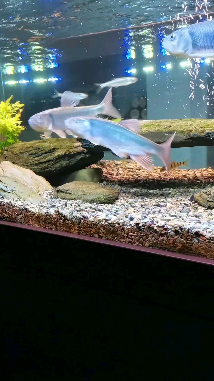 溪流馬口