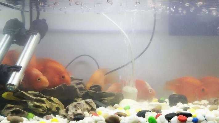 西寧城西藍色水族漁具經營部（西寧城西藍色水族漁具經營部電話）