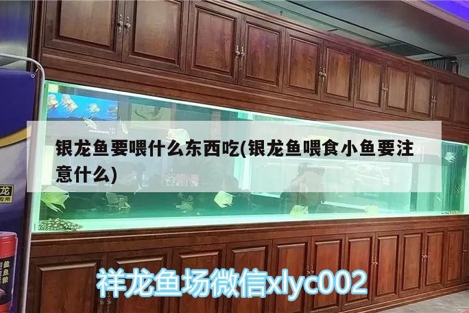 銀龍魚要喂什么東西吃(銀龍魚喂食小魚要注意什么)