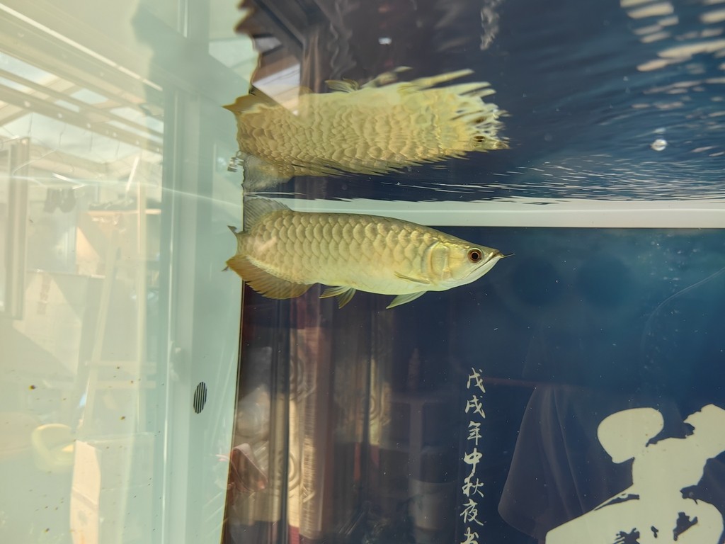 龍巔圈選金龍10廣發，看看對比色和魚的體型，廣發還是最具期待的，不信你慢慢看 龍巔圈選金龍10廣發，看看對比色和魚的體型，廣發還是最具期待的，不信你慢慢看 龍魚論壇 第1張