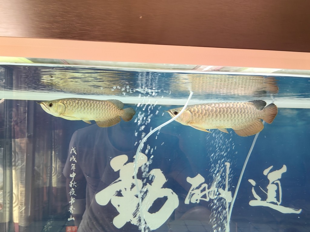 龍巔圈選金龍10廣發，看看對比色和魚的體型，廣發還是最具期待的，不信你慢慢看 龍巔圈選金龍10廣發，看看對比色和魚的體型，廣發還是最具期待的，不信你慢慢看 龍魚論壇 第2張