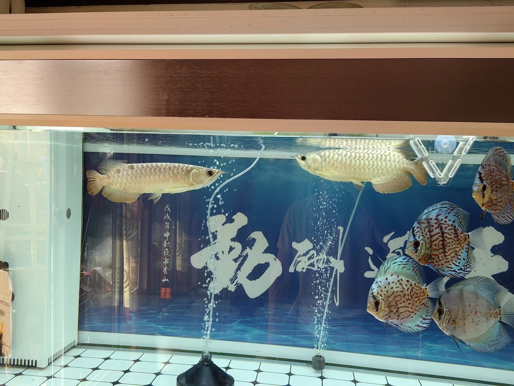 龍巔圈選金龍7平安，你看這大體格子，再看看和小招對比，現在就是缸霸