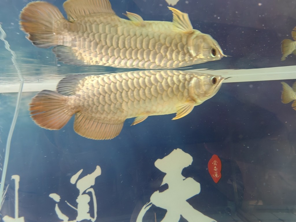 龍巔圈選金龍7平安，你看這大體格子，再看看和小招對比，現在就是缸霸