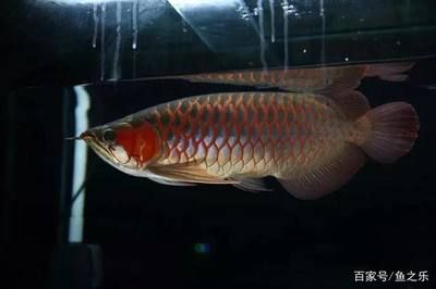 紅龍魚哪個品種好看又漂亮又好養(yǎng)活：既好看又容易飼養(yǎng)的紅龍魚品種，紅龍魚光照管理技巧