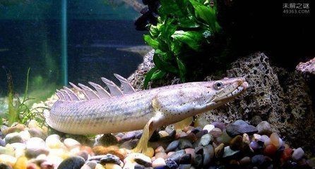 30公分龍魚一天喂多少