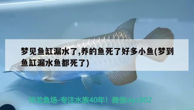 夢(mèng)見(jiàn)魚(yú)缸漏水了,養(yǎng)的魚(yú)死了好多小魚(yú)(夢(mèng)到魚(yú)缸漏水魚(yú)都死了) 夢(mèng)見(jiàn)魚(yú)缸漏水了,養(yǎng)的魚(yú)死了好多小魚(yú)(夢(mèng)到魚(yú)缸漏水魚(yú)都死了) 森森魚(yú)缸