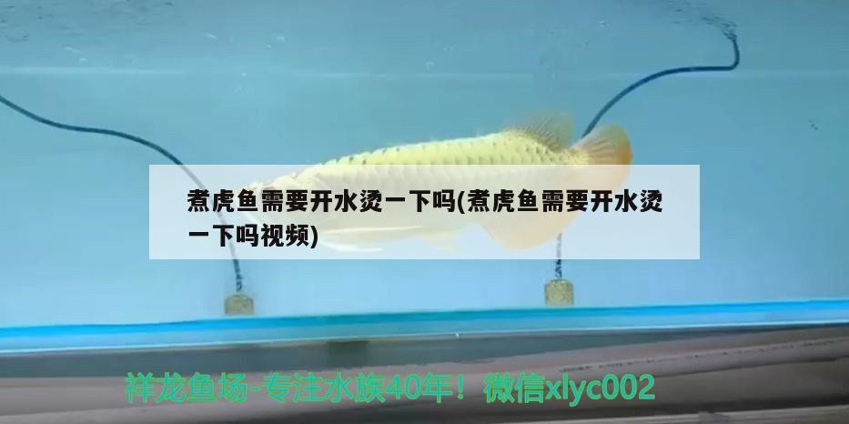 煮虎魚需要開水燙一下嗎(煮虎魚需要開水燙一下嗎視頻)