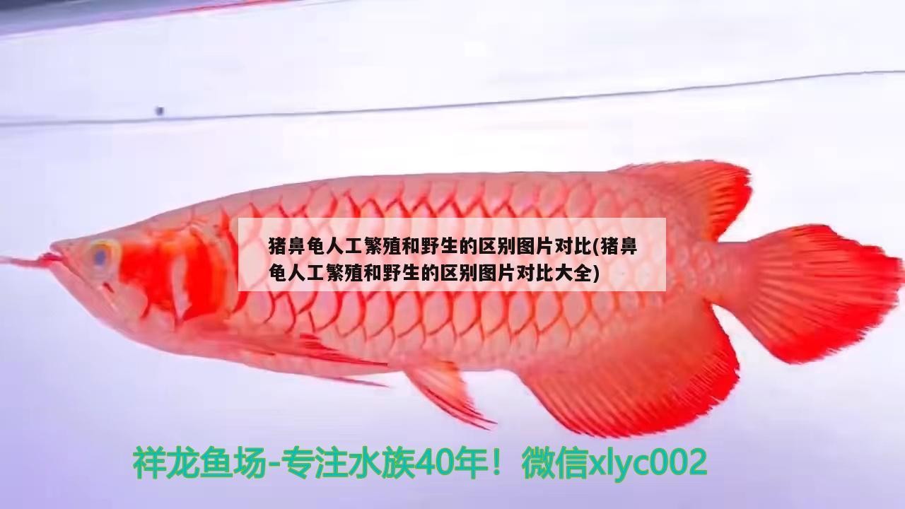 豬鼻龜人工繁殖和野生的區(qū)別圖片對(duì)比(豬鼻龜人工繁殖和野生的區(qū)別圖片對(duì)比大全)
