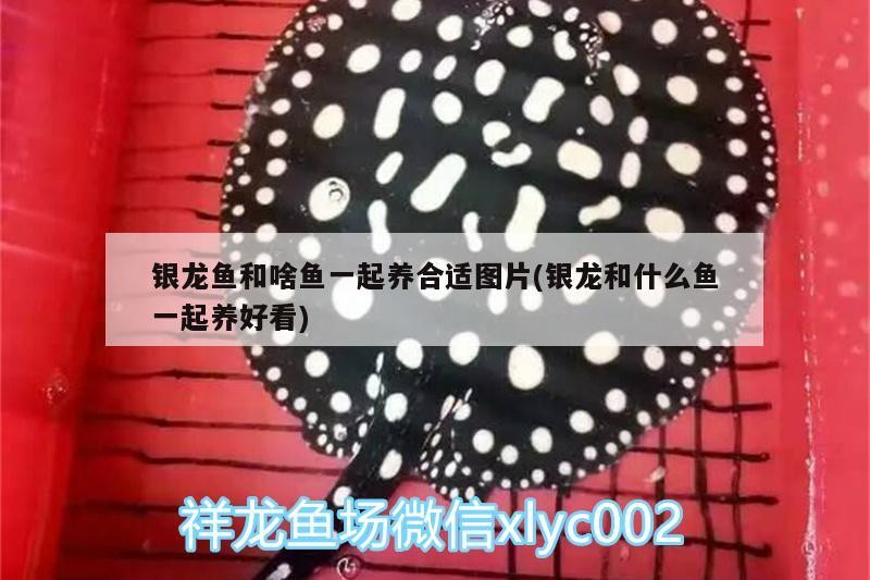 銀龍魚和啥魚一起養合適圖片(銀龍和什么魚一起養好看)
