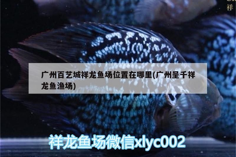廣州百藝城祥龍魚場位置在哪里(廣州呈千祥龍魚漁場)