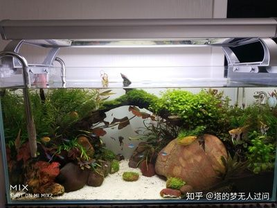 草缸還是魚缸好養魚：草缸和魚缸各有優缺點