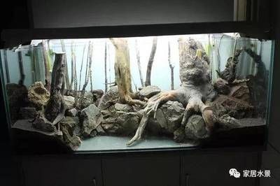 大魚缸可以造景嗎視頻：水族箱造景的技巧