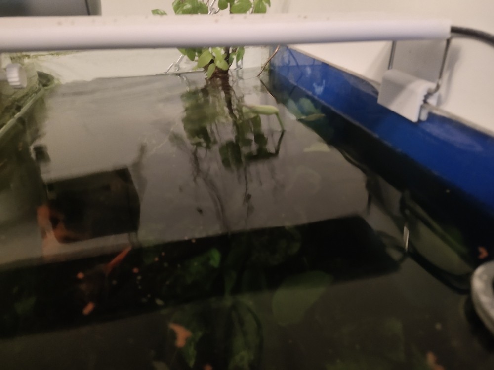 水溶開花