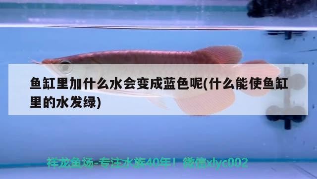 魚缸里加什么水會變成藍色呢(什么能使魚缸里的水發綠)