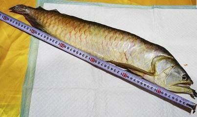 40公分的金龍魚每天喂多少