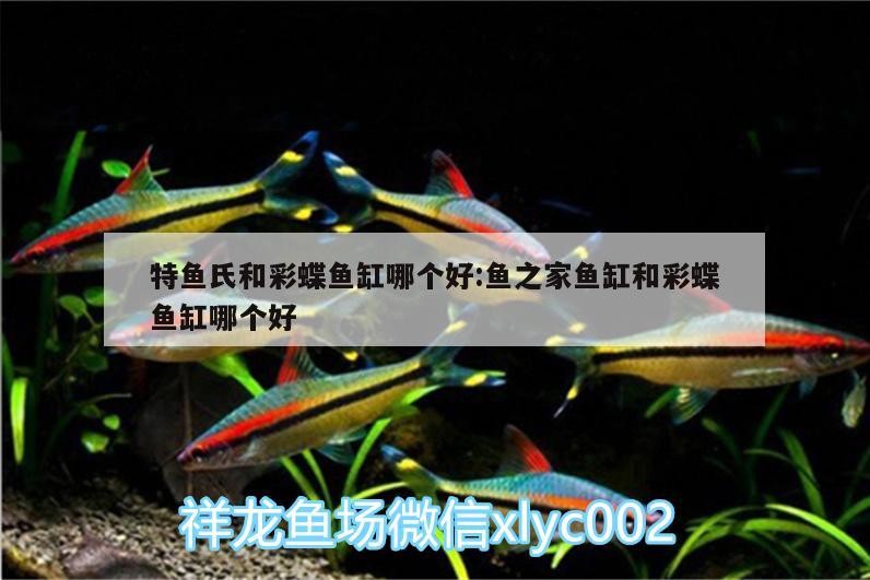 特魚氏和彩蝶魚缸哪個好:魚之家魚缸和彩蝶魚缸哪個好