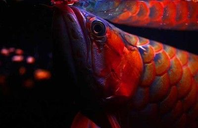 紅龍魚眼睛：紅龍魚眼睛可能出現的問題及其原因