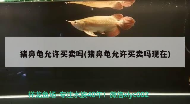 豬鼻龜允許買賣嗎(豬鼻龜允許買賣嗎現在)