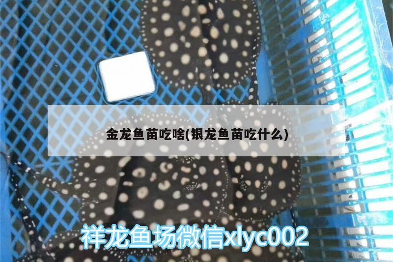 金龍魚苗吃啥(銀龍魚苗吃什么)
