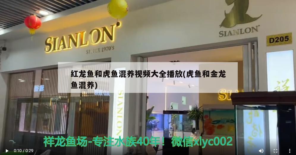 紅龍魚和虎魚混養視頻大全播放(虎魚和金龍魚混養) 紅龍魚和虎魚混養視頻大全播放(虎魚和金龍魚混養) 虎魚百科