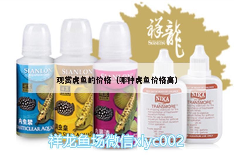 觀賞虎魚的價格（哪種虎魚價格高）